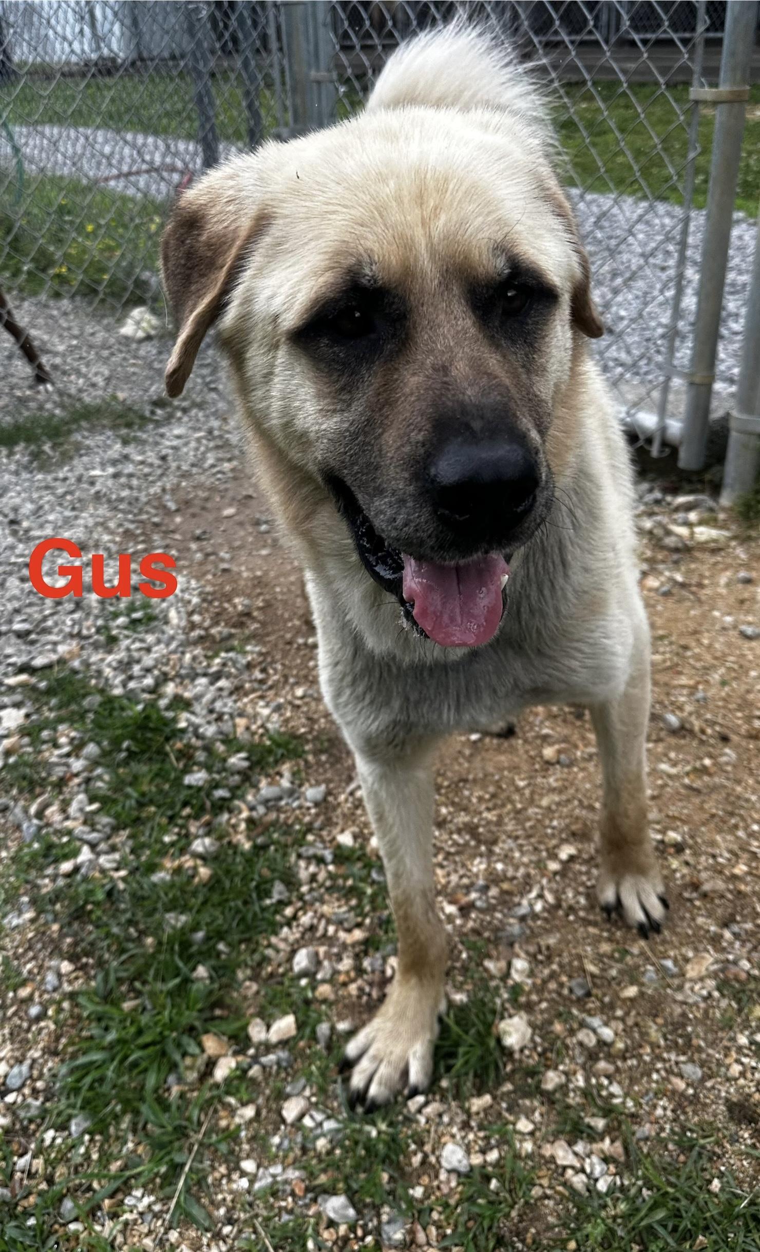 Gus 3