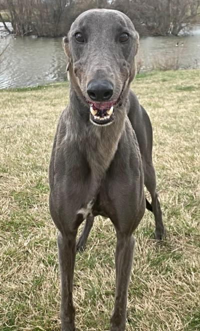 Frank, a ADOPTABLE Greyhound in Dallas, TX image 2/2