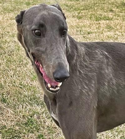 Frank, ADOPTABLE, Adult Male Greyhound.