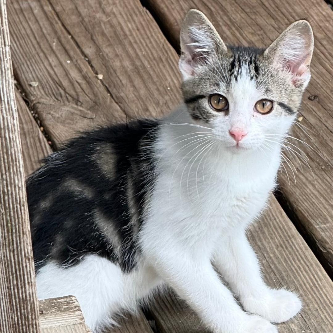 FLEUR, ADOPTABLE, Young Female Domestic Short Hair.