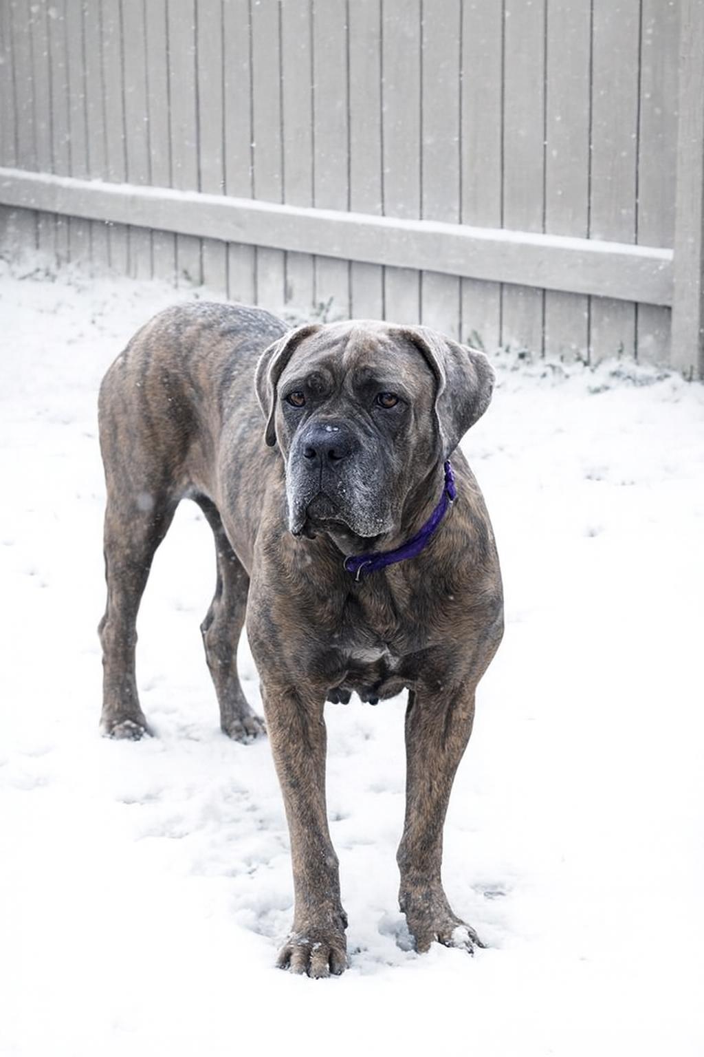 Madge, a Adoptable mixed breed in East Sparta, OH image 1/4