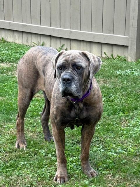 Madge, an adoptable Cane Corso, Bullmastiff in East Sparta, OH, 44626 | Photo Image 5