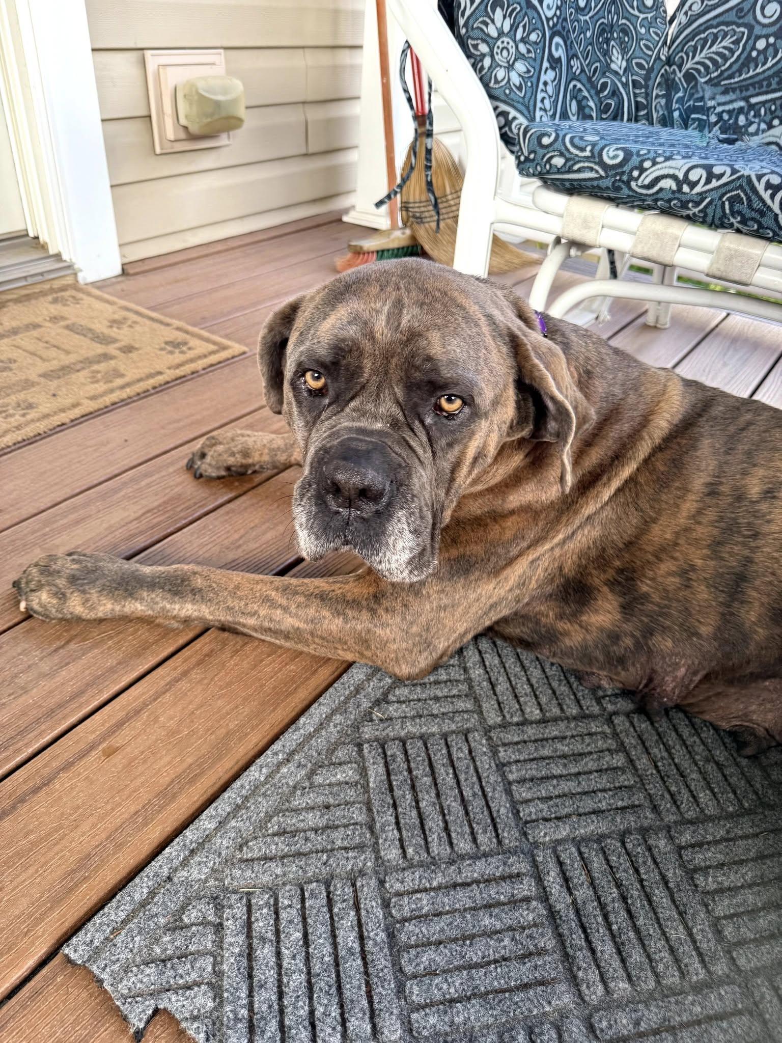 Madge, an adoptable Cane Corso, Bullmastiff in East Sparta, OH, 44626 | Photo Image 4