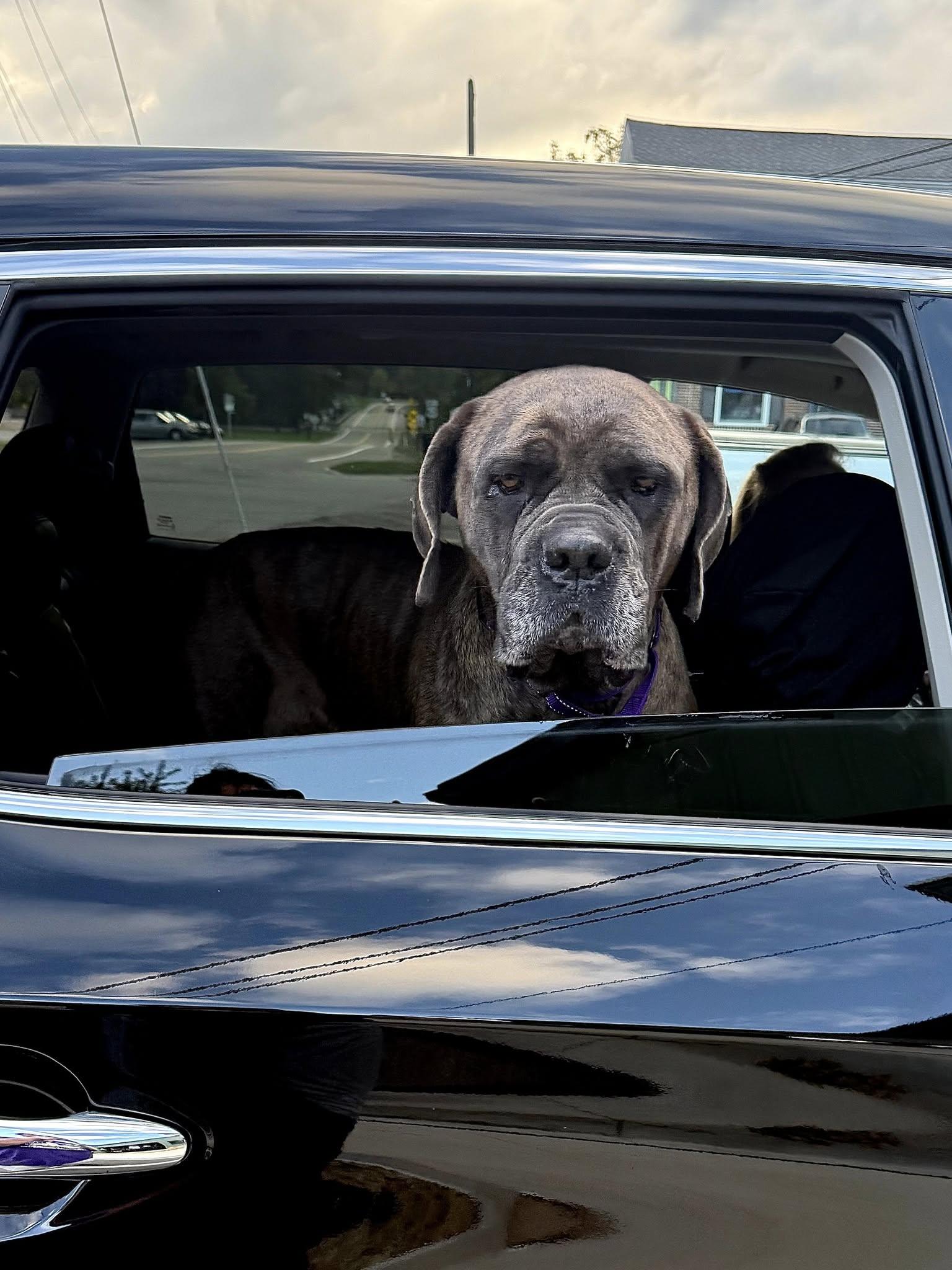 Madge, an adoptable Cane Corso, Bullmastiff in East Sparta, OH, 44626 | Photo Image 3