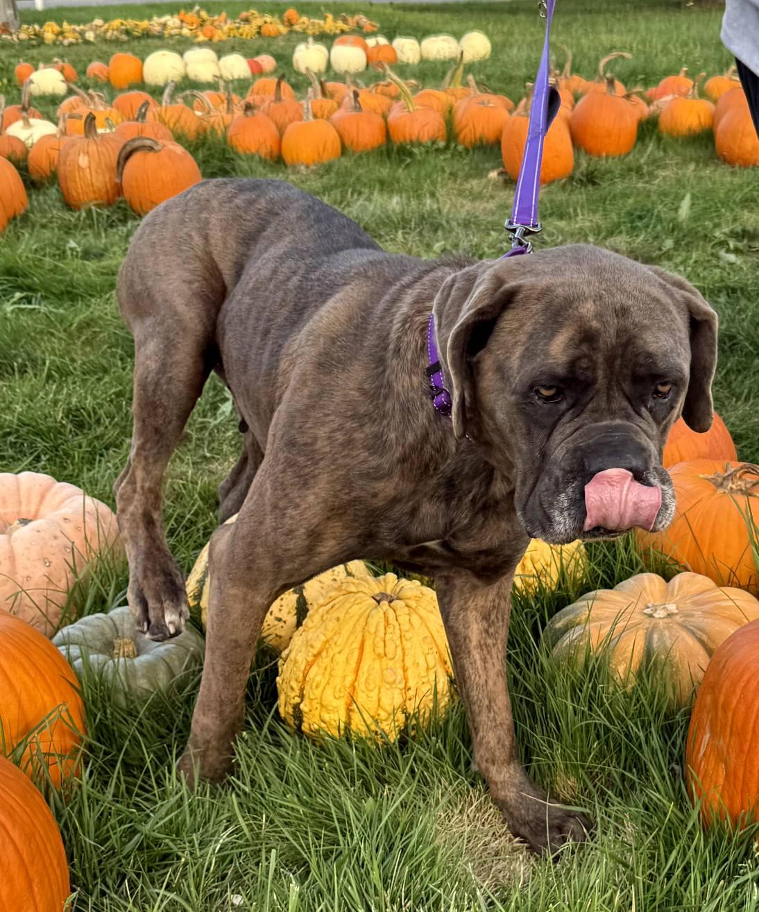 Madge, an adoptable Cane Corso, Bullmastiff in East Sparta, OH, 44626 | Photo Image 1