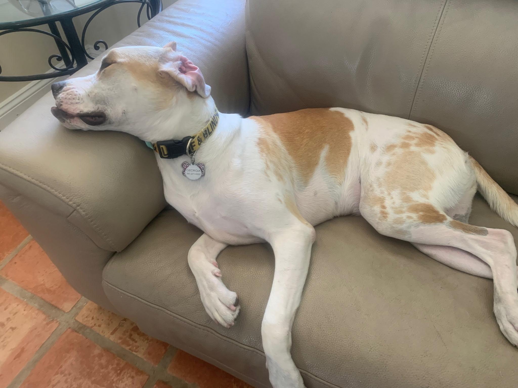 Georgia , a ADOPTABLE mixed breed in Lake Worth, FL image 5/6