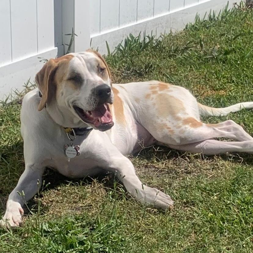 Georgia , a ADOPTABLE mixed breed in Lake Worth, FL image 1/6