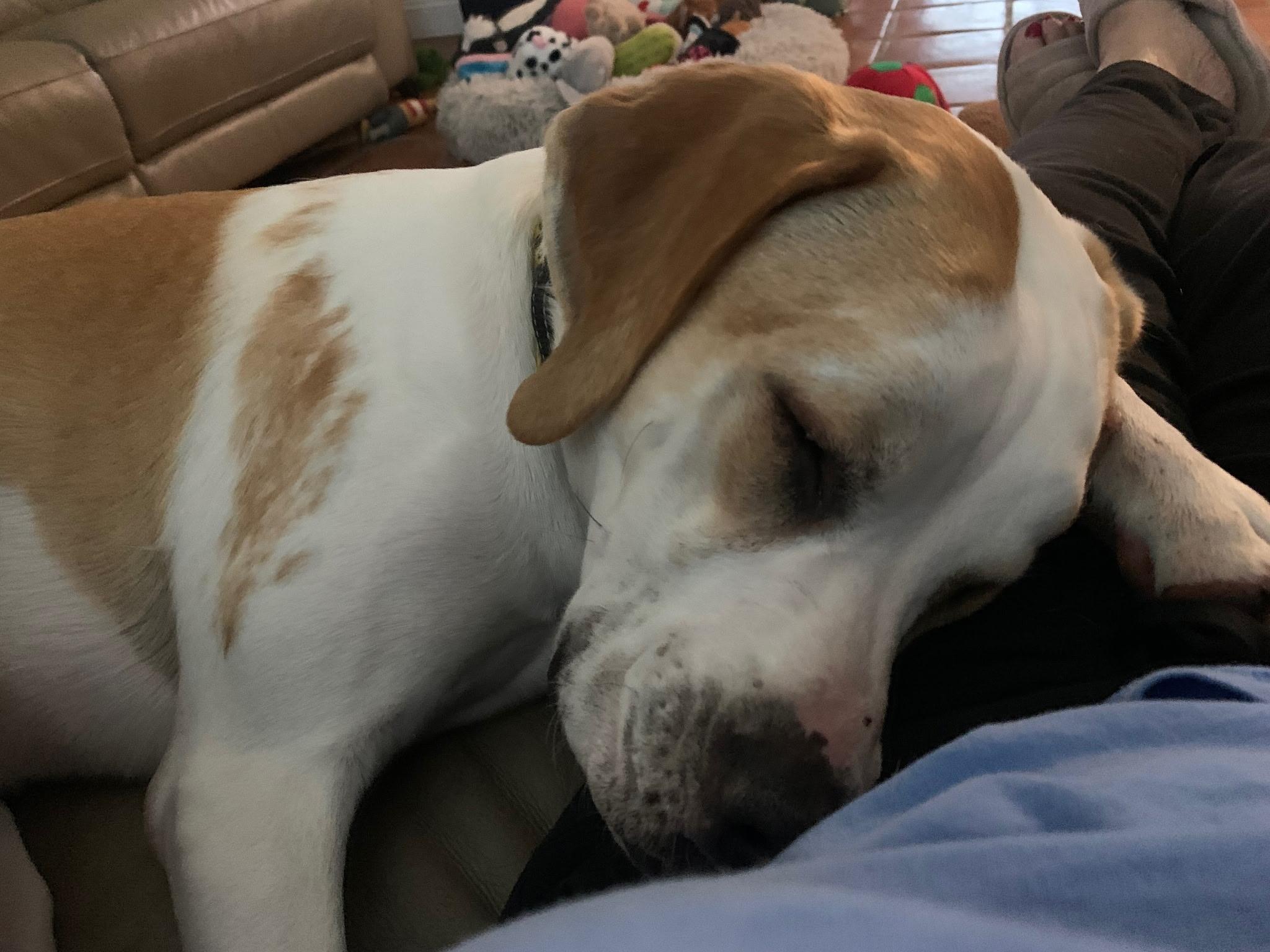 Georgia , a ADOPTABLE mixed breed in Lake Worth, FL image 2/6