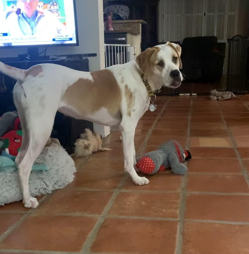 Georgia , a ADOPTABLE mixed breed in Lake Worth, FL image 3/6