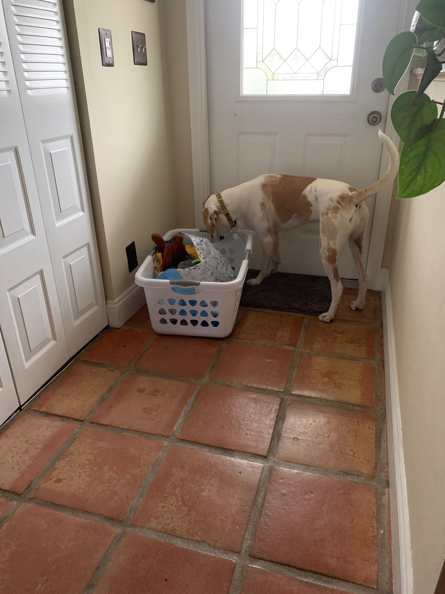 Georgia , a ADOPTABLE mixed breed in Lake Worth, FL image 6/6