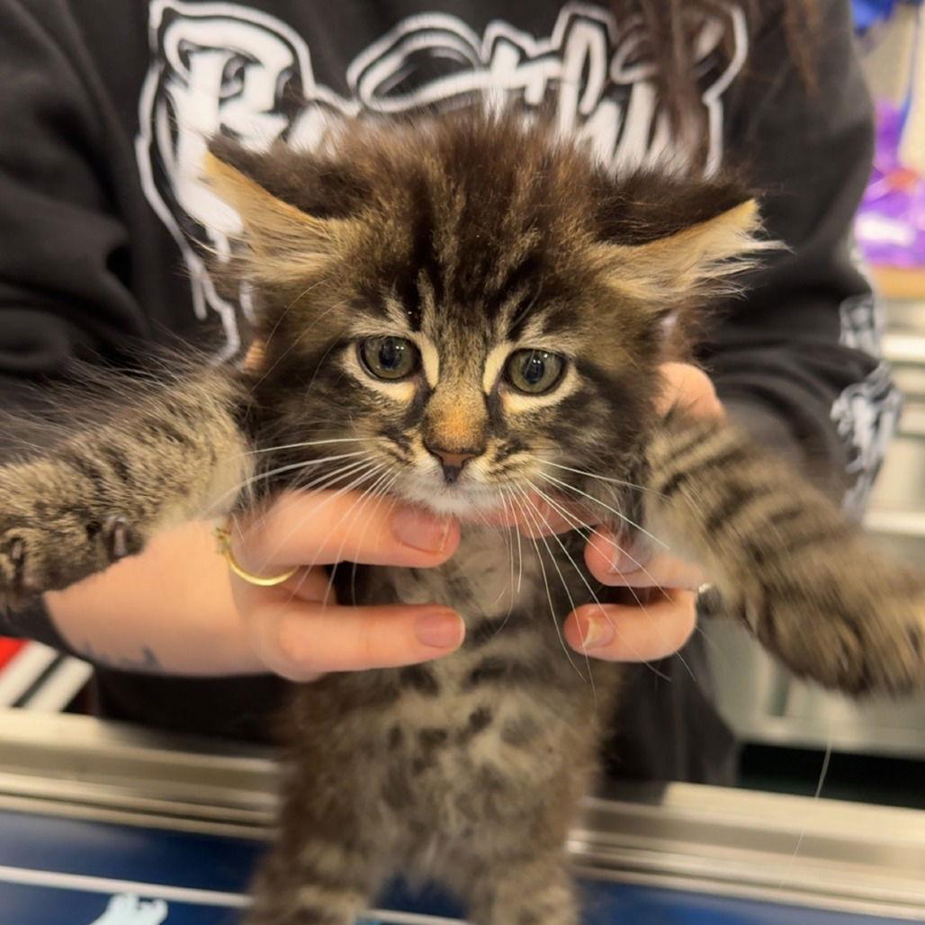 KING SOLARIUS, Adopted, Kitten Male Domestic Short Hair.