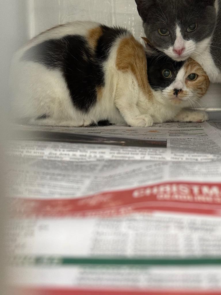 Brookie*/Tot, Adopted, Kitten Female Domestic Short Hair.