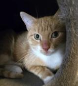 Sarabi, ADOPTABLE, Adult Female Domestic Short Hair.