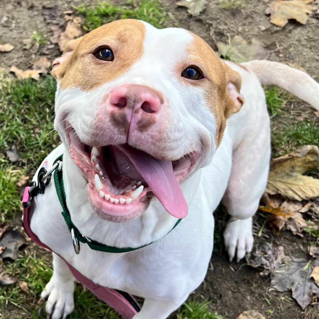 Diamond-In foster-$99, a Adoptable mixed breed in Springfield, MA image 1/2