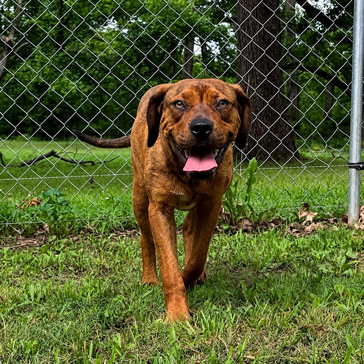 Glenda, a ADOPTABLE mixed breed in Chatham, NJ image 2/5