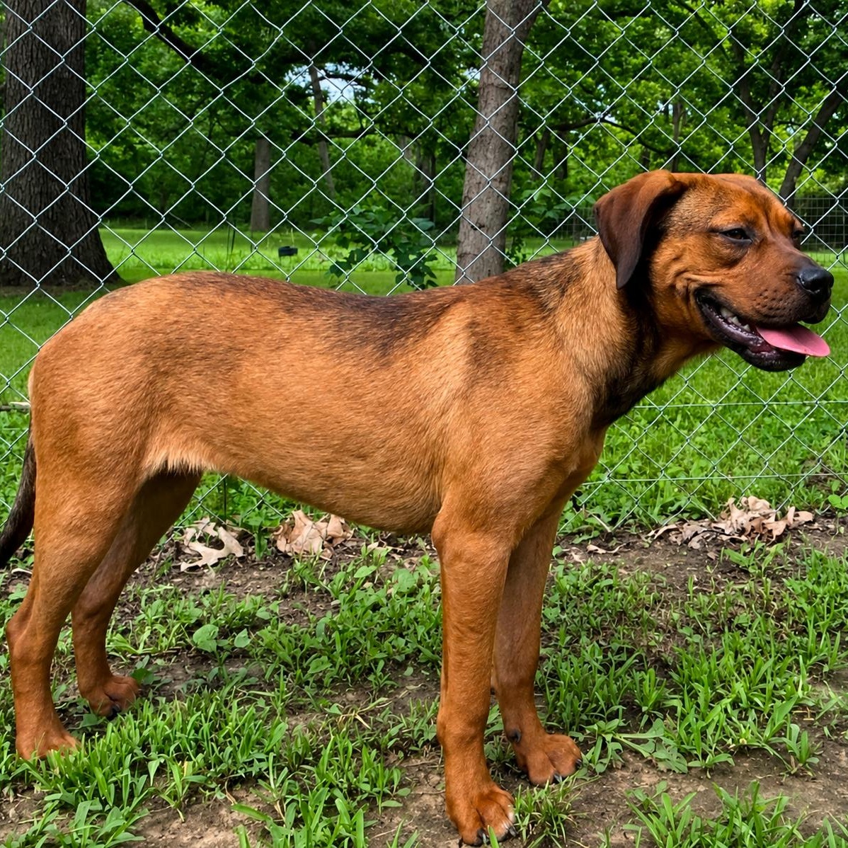 Glenda, a ADOPTABLE mixed breed in Chatham, NJ image 4/5