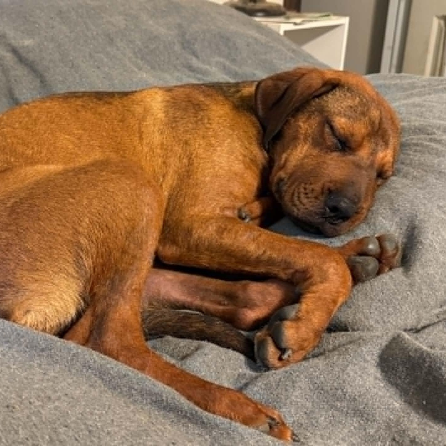Glenda, a ADOPTABLE mixed breed in Chatham, NJ image 5/5
