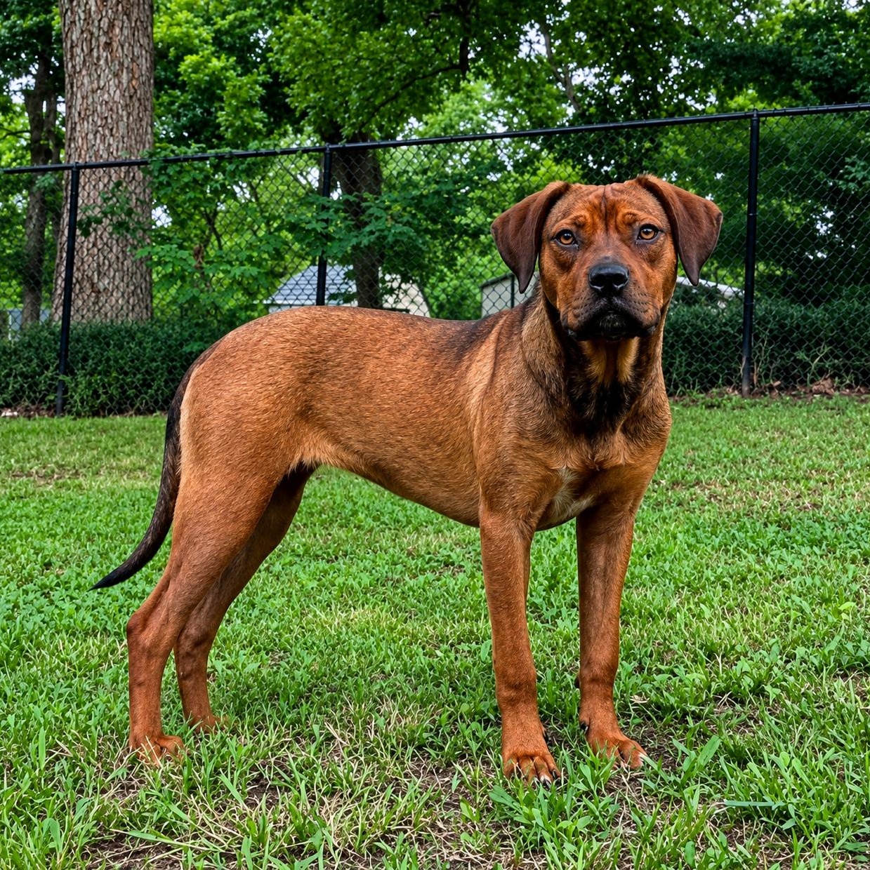 Glenda, ADOPTABLE, Young Female Rhodesian Ridgeback.