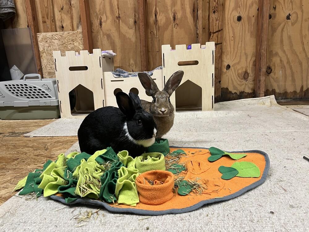 Enlarge Ink (Bonded to Pen), a Adoptable mixed breed in Longwood, FL image 2/4