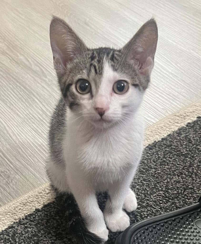 Fusilli, Adopted, Kitten Male Domestic Short Hair.