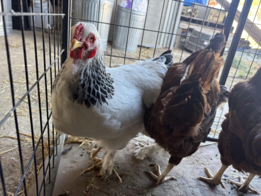 ELLIE, Adoptable, Adult Female Chicken.
