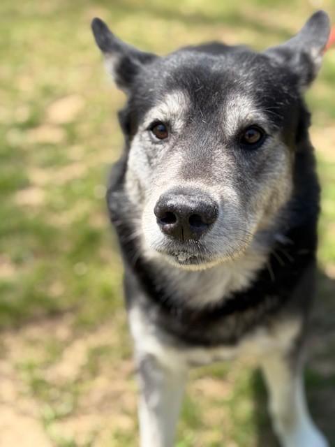 Zeus 2, ADOPTABLE, Senior Male Husky & German Shepherd Dog.