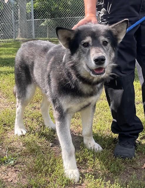 Zeus 2, Adoptable, Senior Male Husky & German Shepherd Dog.