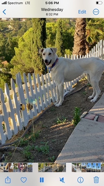 Sky, a Adoptable mixed breed in Beverly Hills, CA image 2/6
