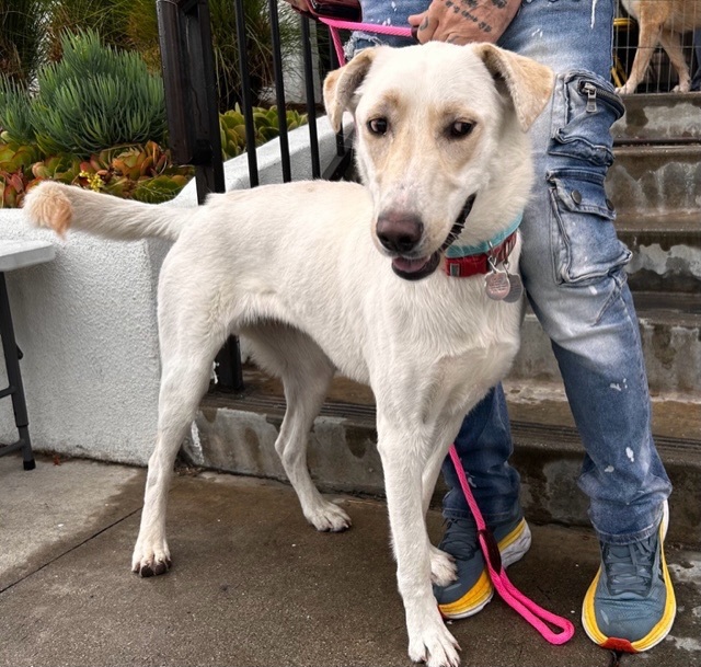 Sky, a Adoptable mixed breed in Beverly Hills, CA image 3/6