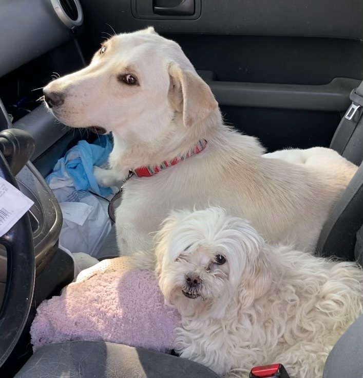 Sky, a Adoptable mixed breed in Beverly Hills, CA image 4/6