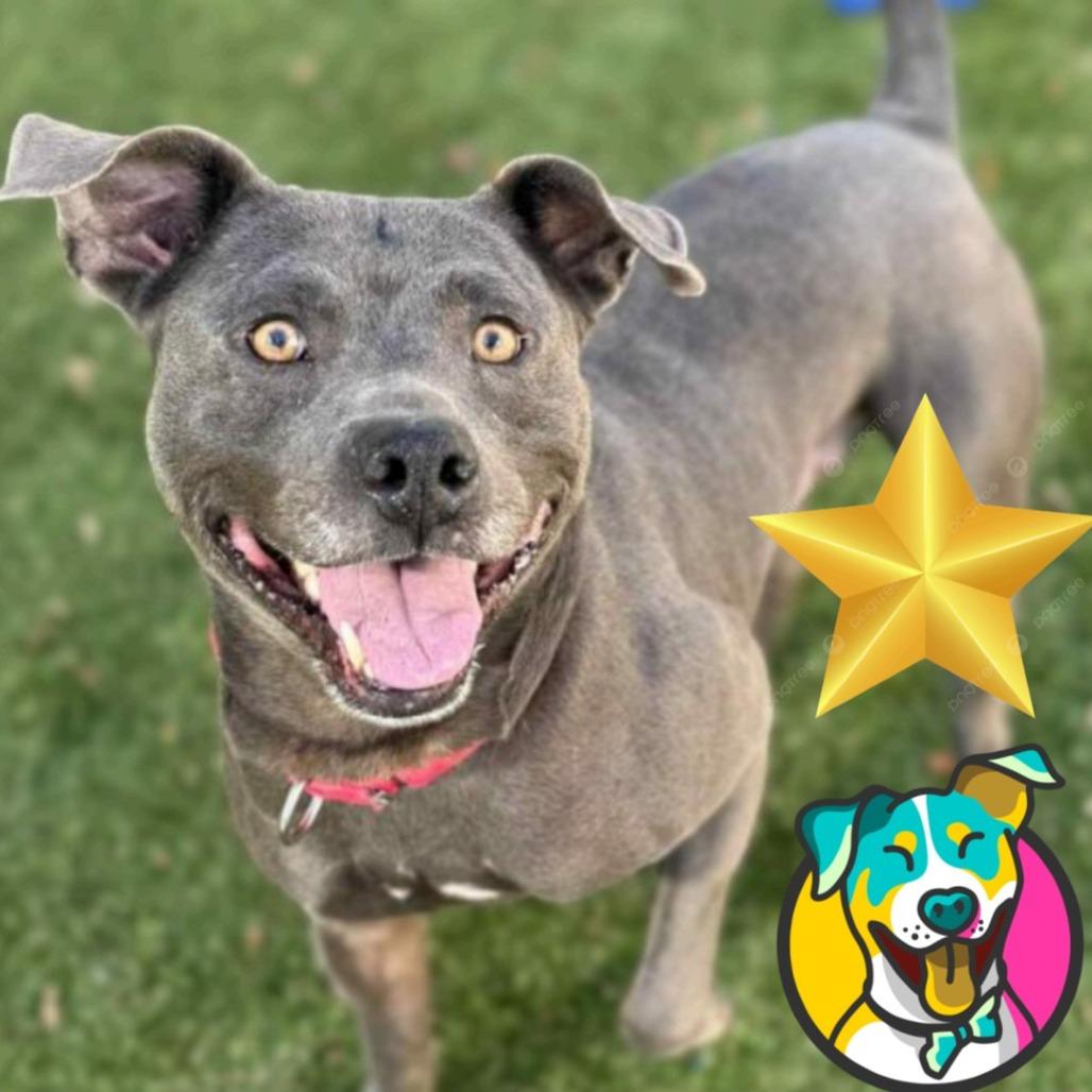 Benito, Adoptable, Adult Male Terrier & Mixed Breed.