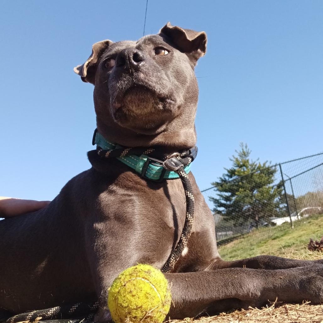 Benito, a Adoptable mixed breed in Mooresville, NC image 2/5