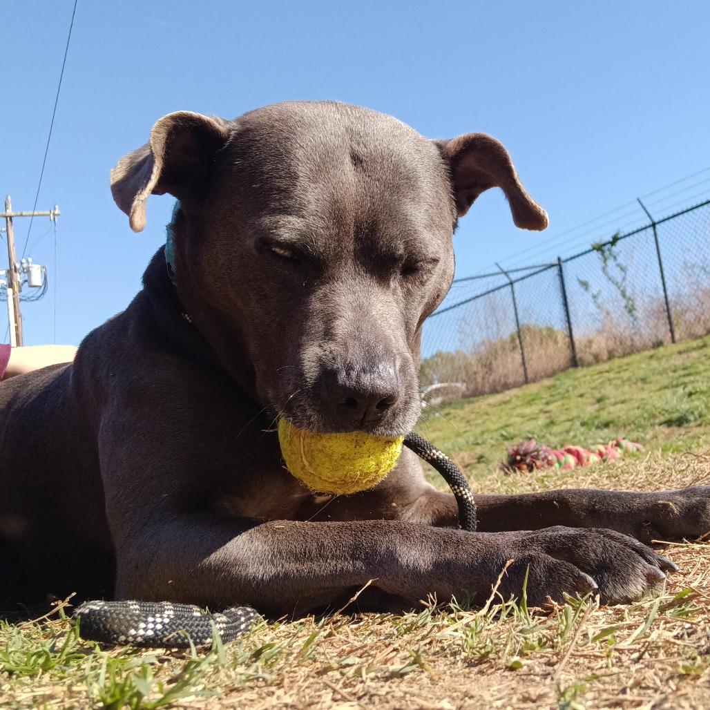 Benito, a Adoptable mixed breed in Mooresville, NC image 3/5