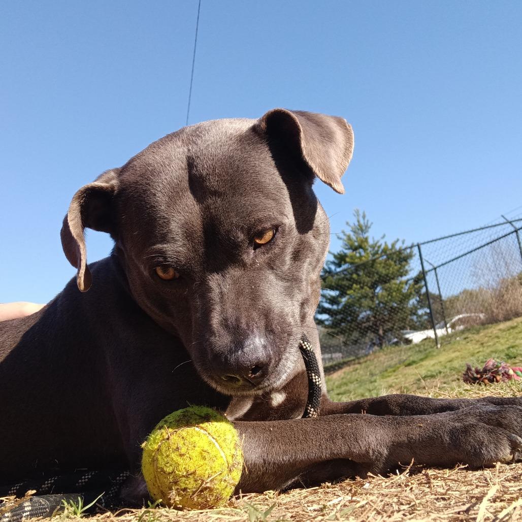 Benito, a Adoptable mixed breed in Mooresville, NC image 4/5