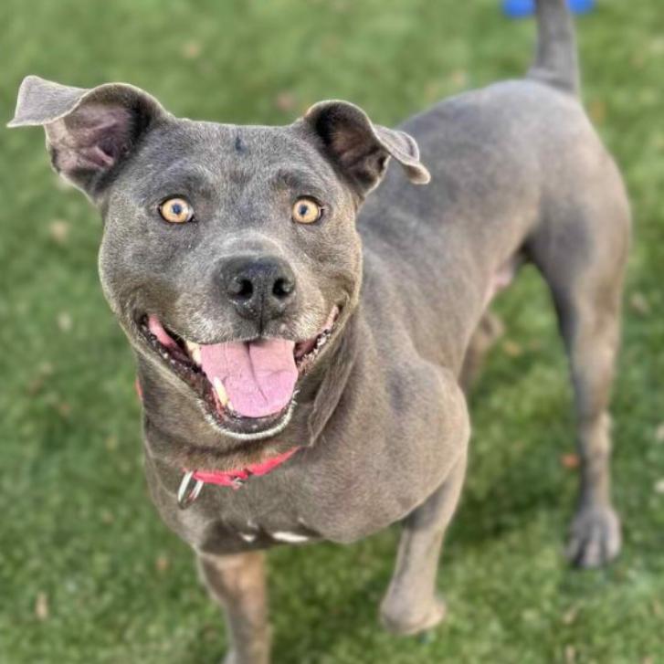 Benito, a Adoptable mixed breed in Mooresville, NC image 5/5