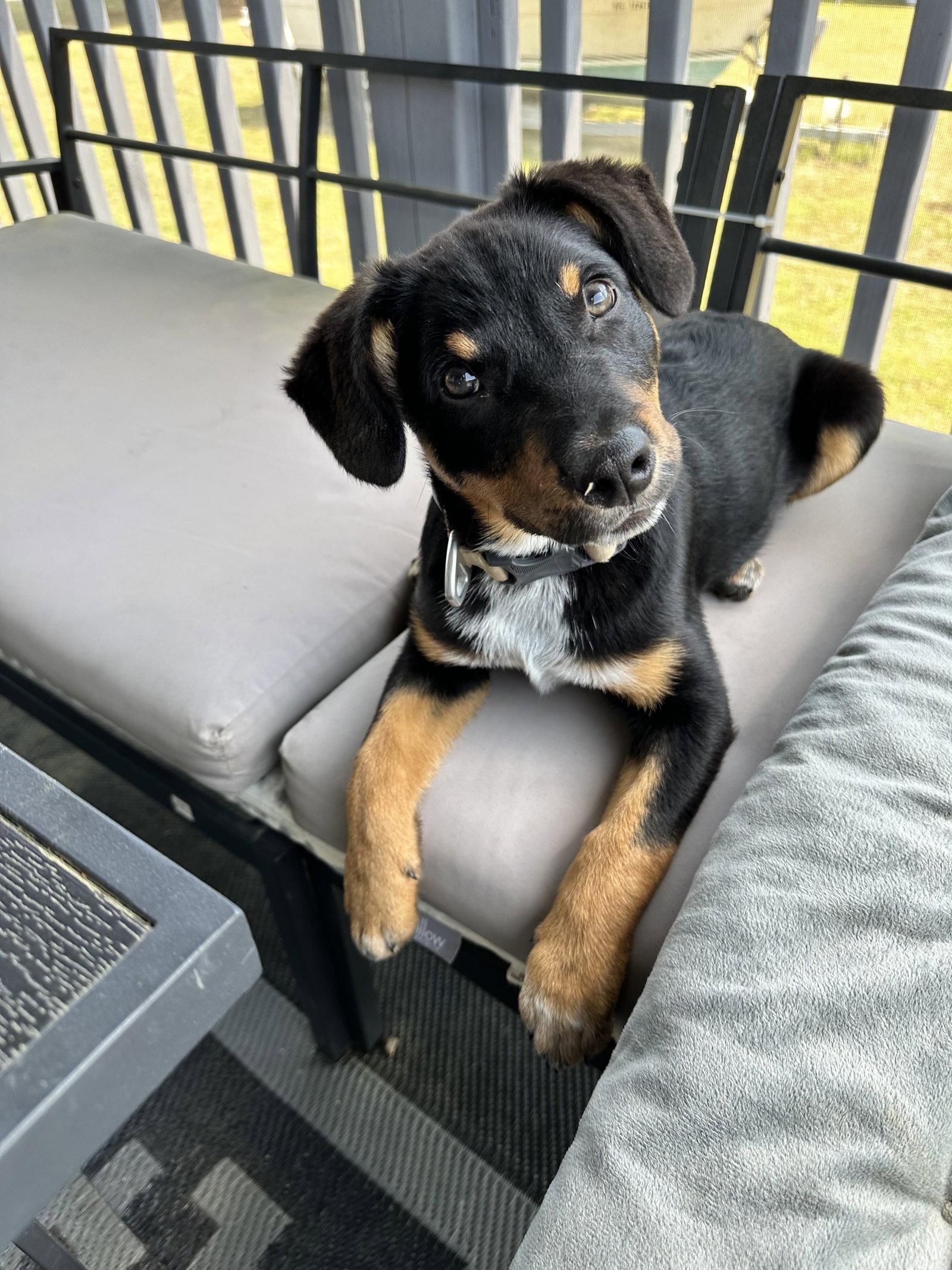 Red, Adoptable, Puppy Male Black Labrador Retriever & Hound.