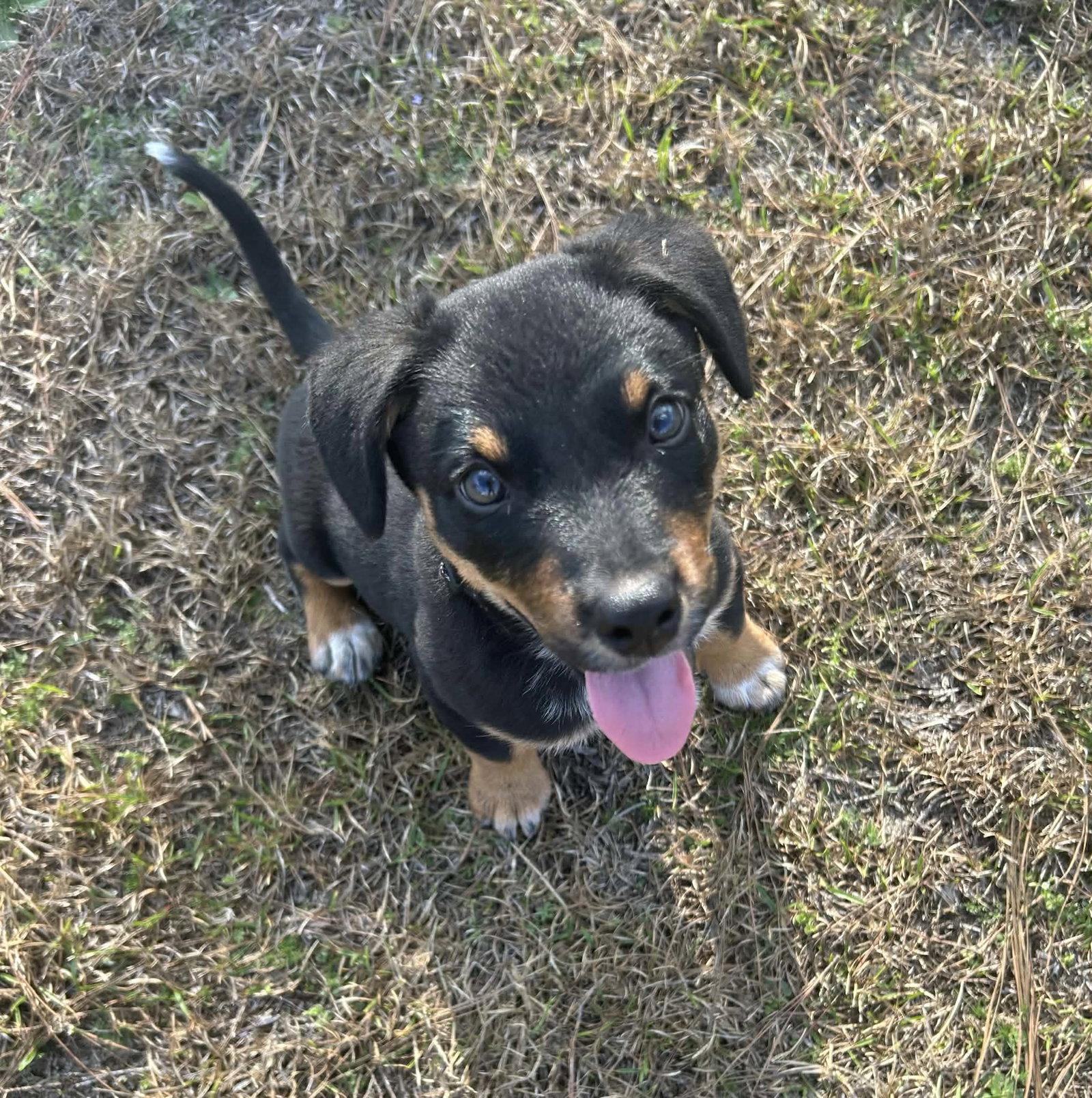 Enlarge Red, a Adoptable mixed breed in Garner, NC image 3/3