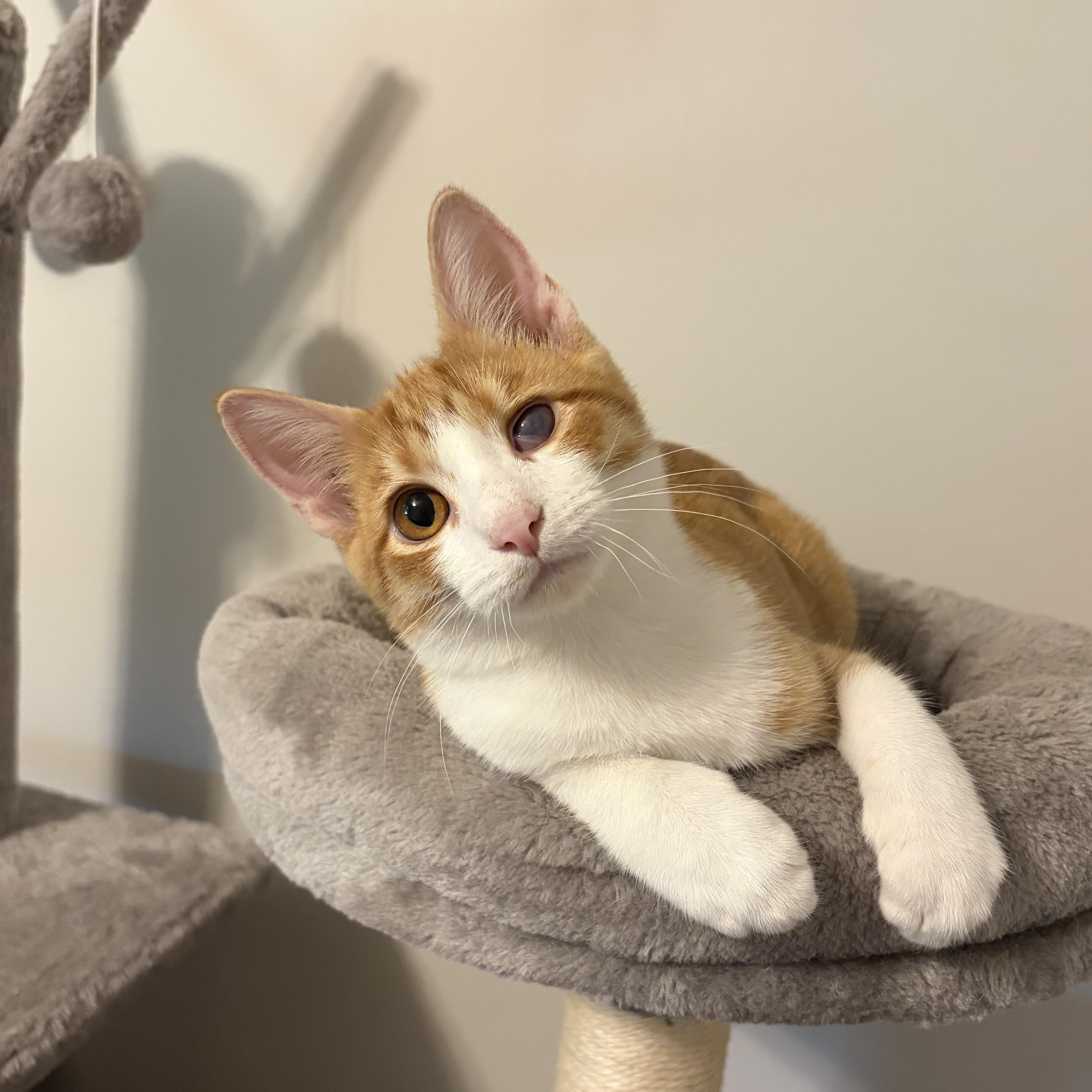 Enlarge Tigger, a Adoptable Domestic Short Hair in Murphysboro, IL image 1/4