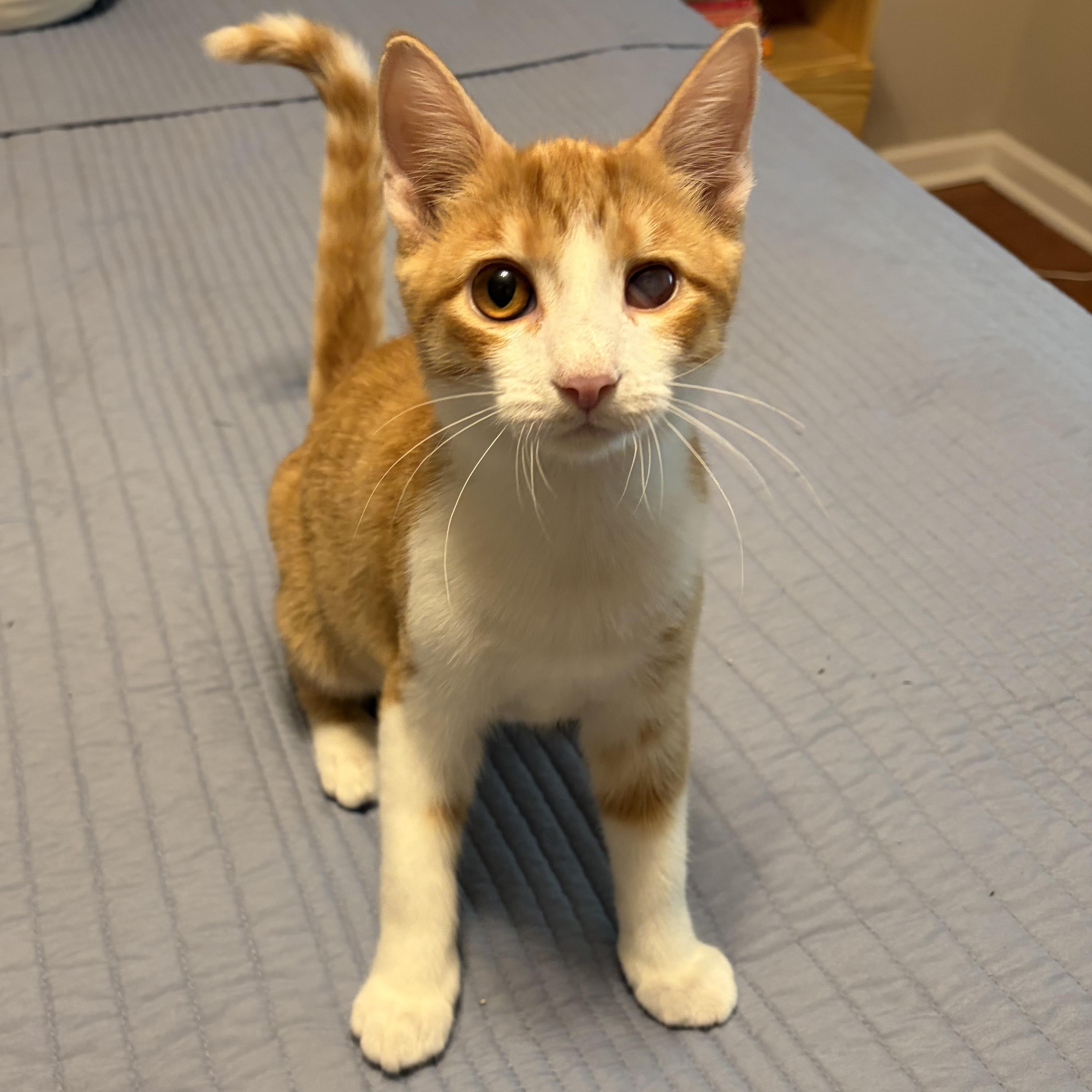 Enlarge Tigger, a Adoptable Domestic Short Hair in Murphysboro, IL image 2/4