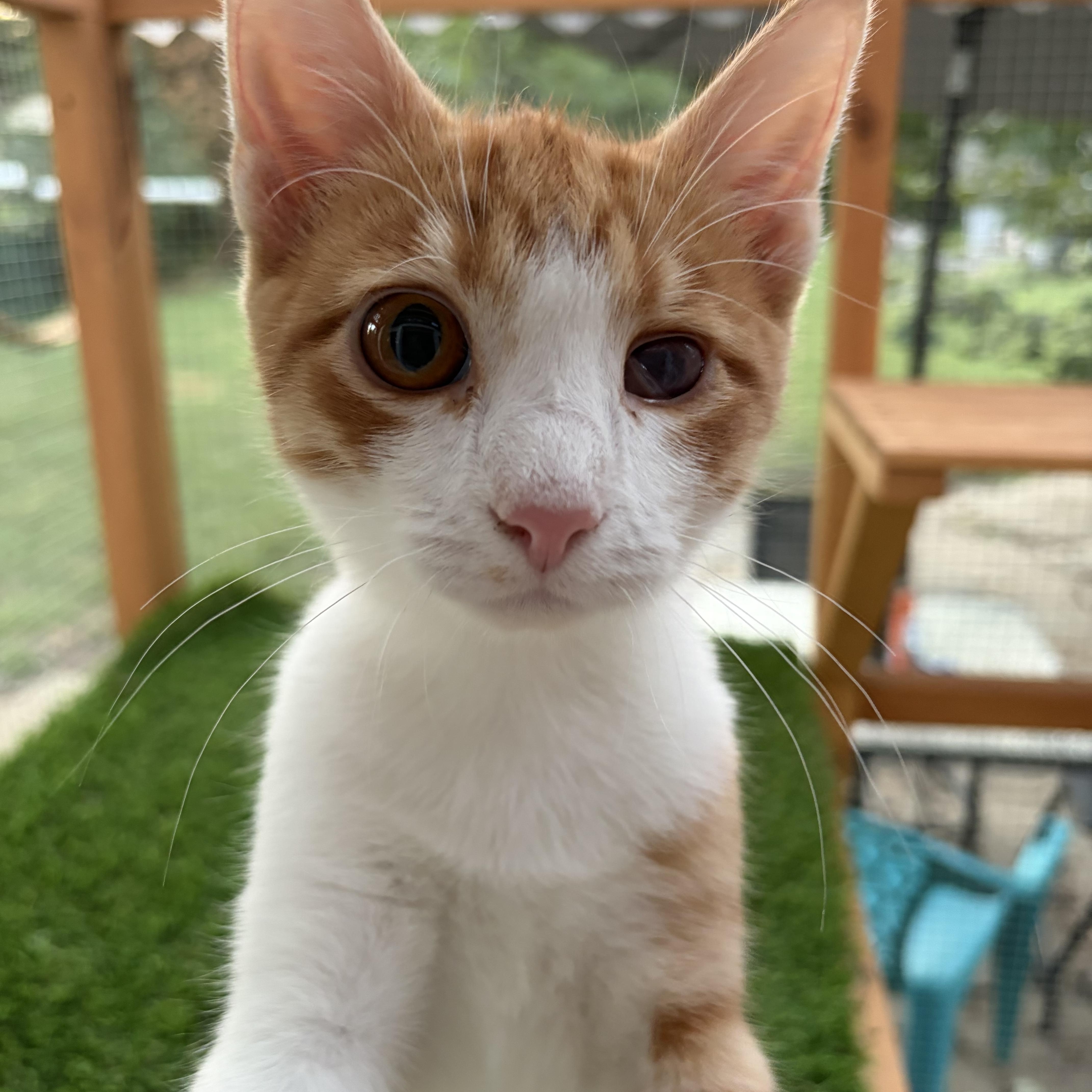 Enlarge Tigger, a Adoptable Domestic Short Hair in Murphysboro, IL image 4/4