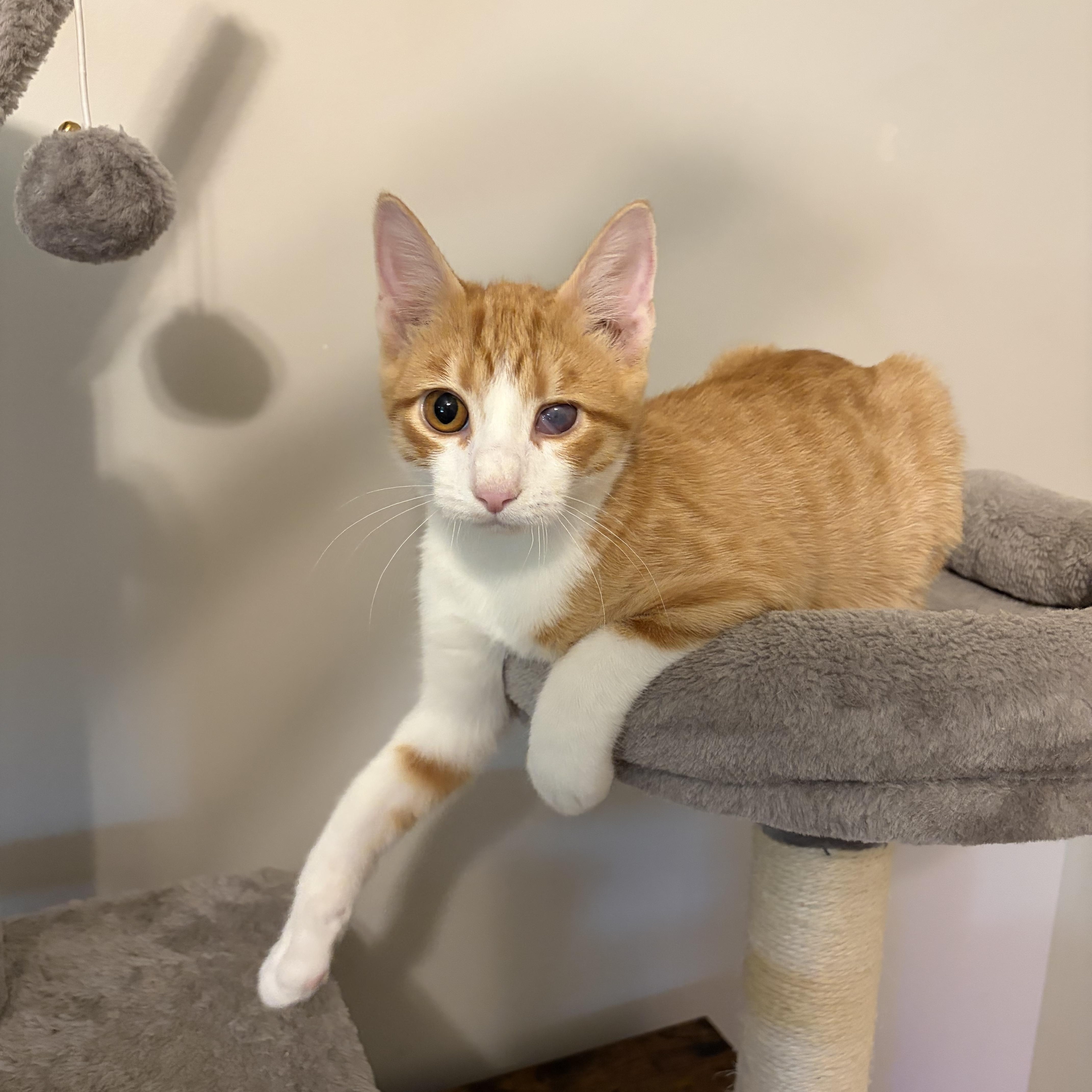 Enlarge Tigger, a Adoptable Domestic Short Hair in Murphysboro, IL image 3/4