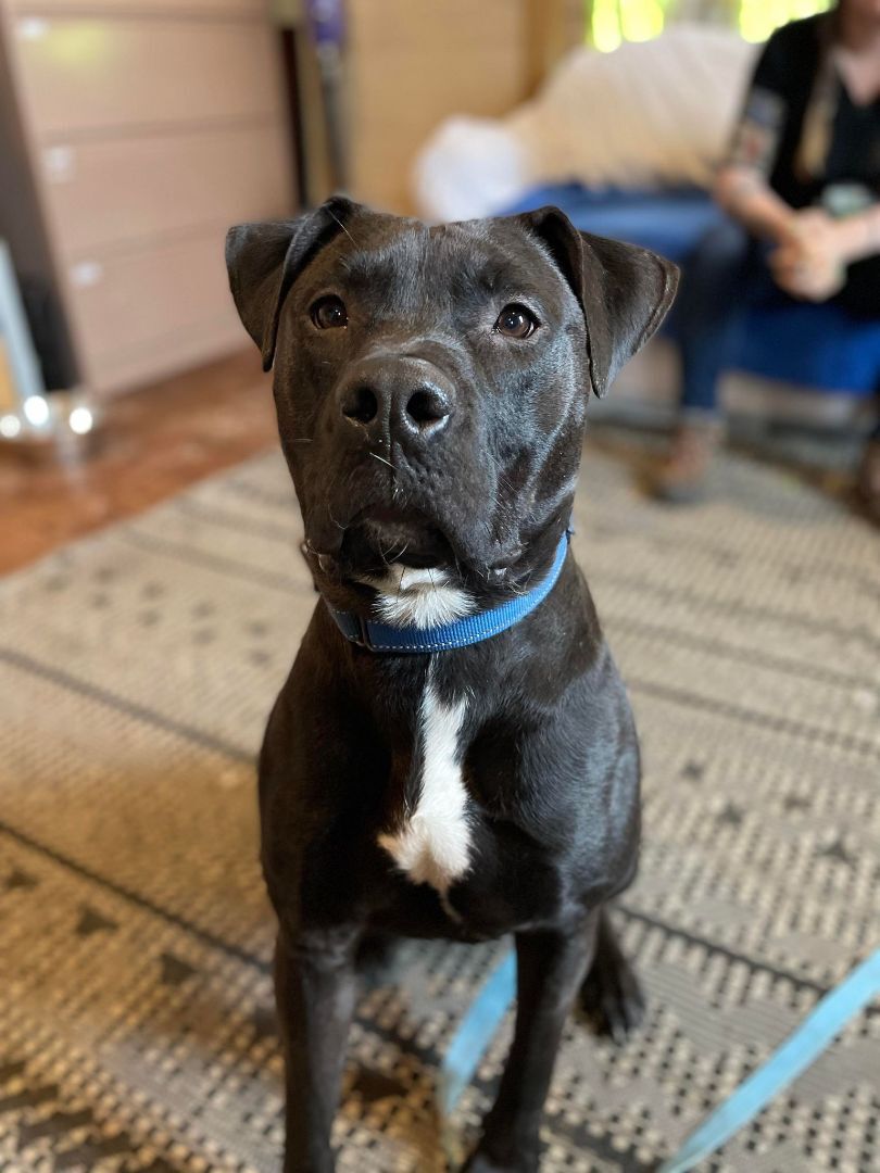 Enlarge Atwood, a Adoptable mixed breed in Mission, KS image 8/12