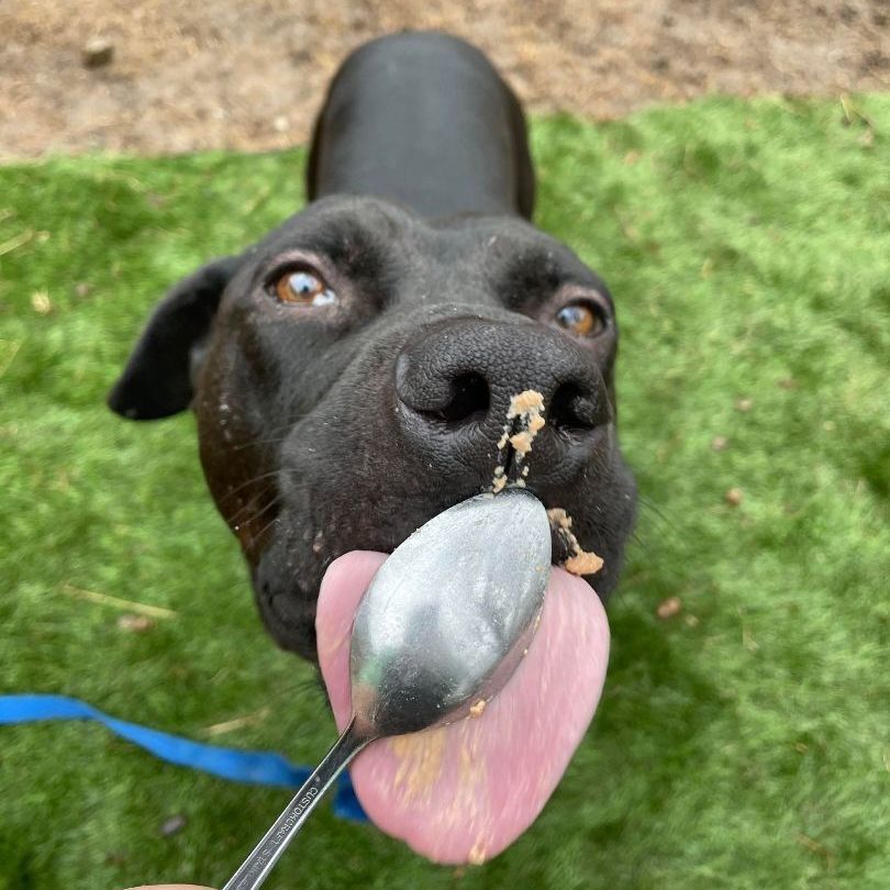 Enlarge Atwood, a Adoptable mixed breed in Mission, KS image 9/12