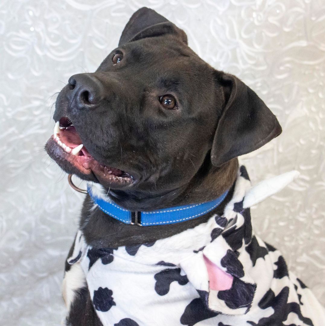 Enlarge Atwood, a Adoptable mixed breed in Mission, KS image 11/12