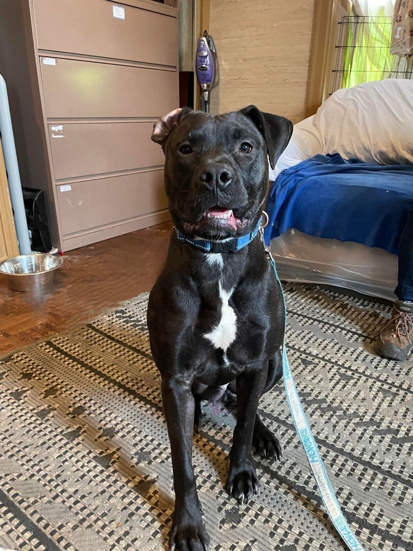 Enlarge Atwood, a Adoptable mixed breed in Mission, KS image 12/12