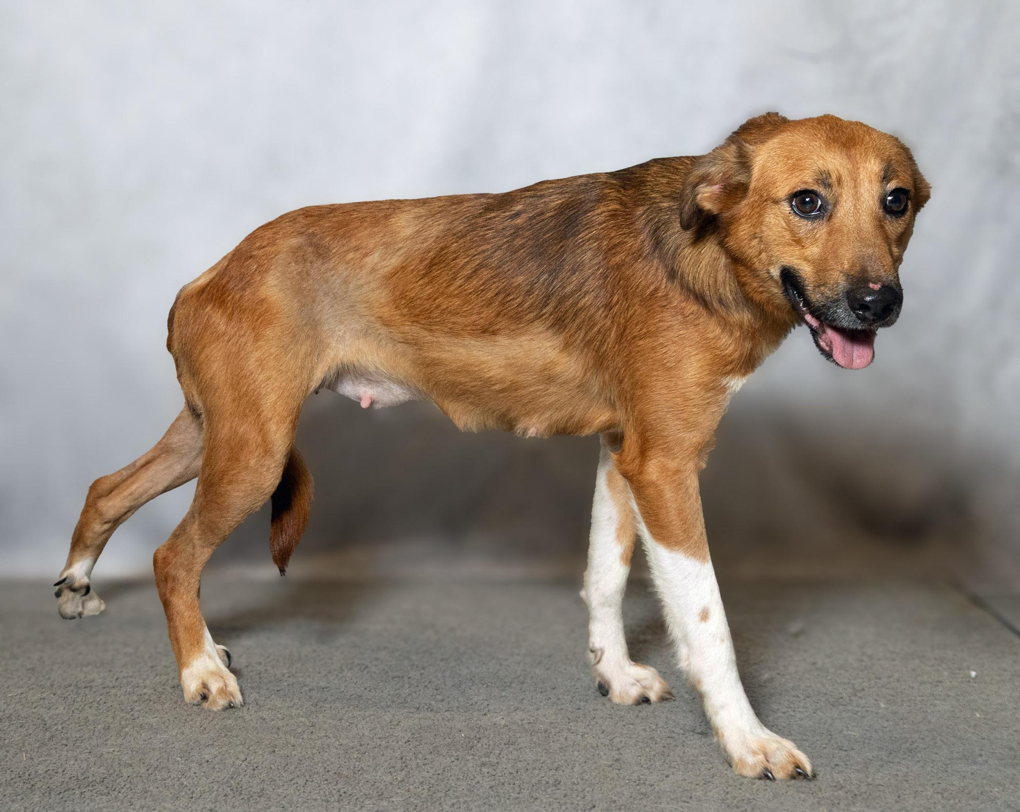 Enlarge Scarlett, an adopted mixed breed in Lebanon, TN image 3/5