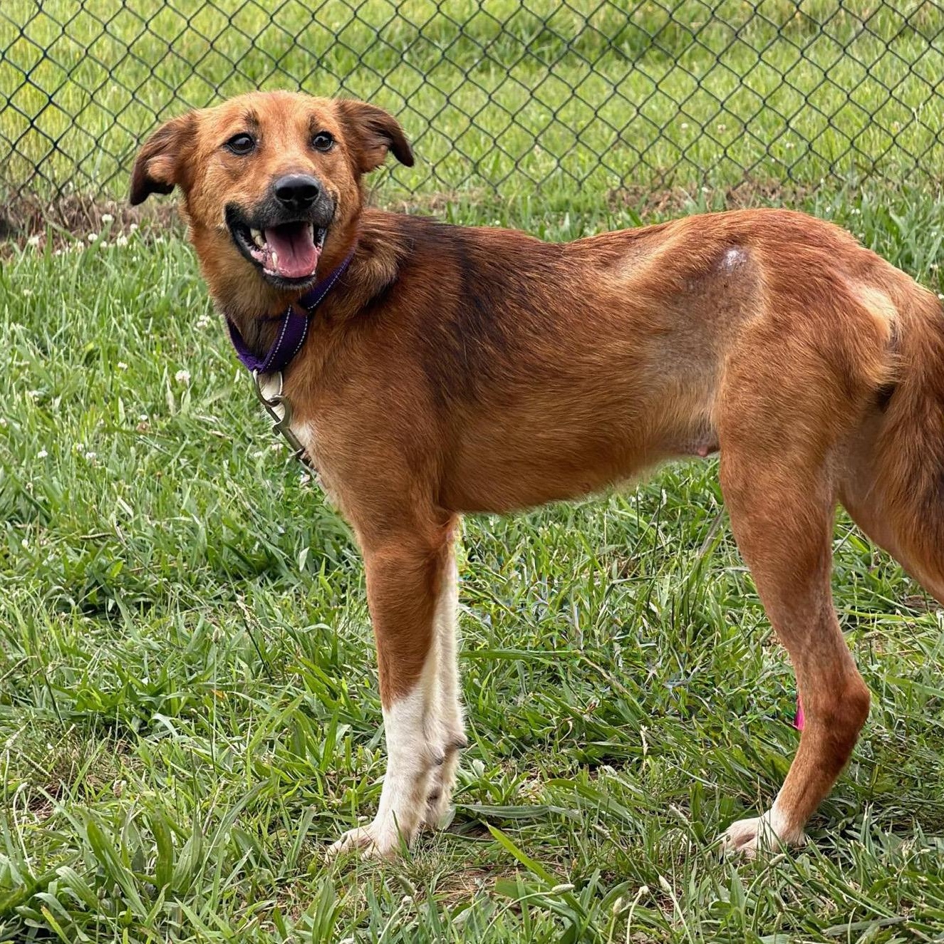 Enlarge Scarlett, an adopted mixed breed in Lebanon, TN image 5/5