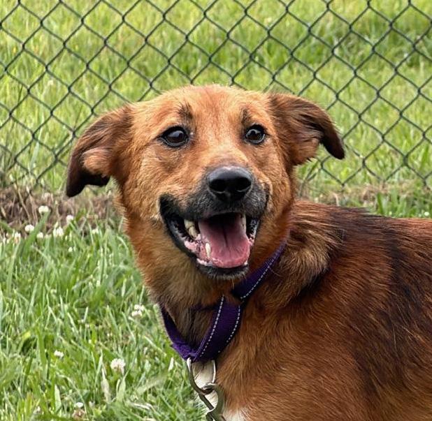 Scarlett, ADOPTABLE, Young Female Border Collie.