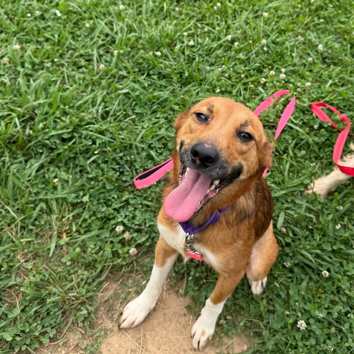 Enlarge Scarlett, an adopted mixed breed in Lebanon, TN image 4/5