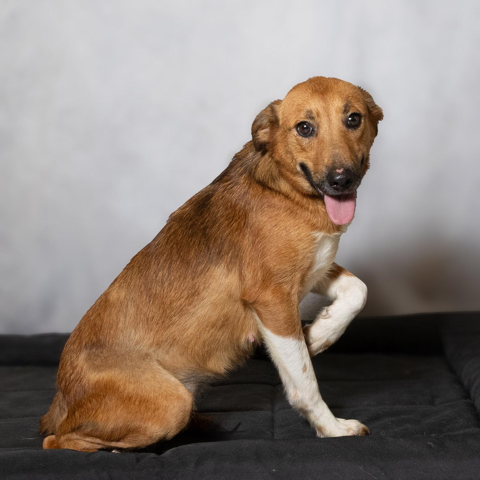 Enlarge Scarlett, an adopted mixed breed in Lebanon, TN image 2/5